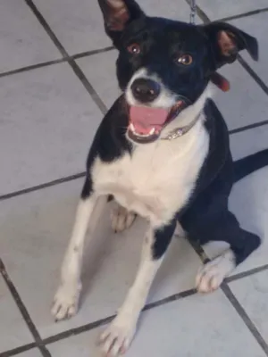 Cachorro raça Vira lata  idade 1 ano nome Pretinha