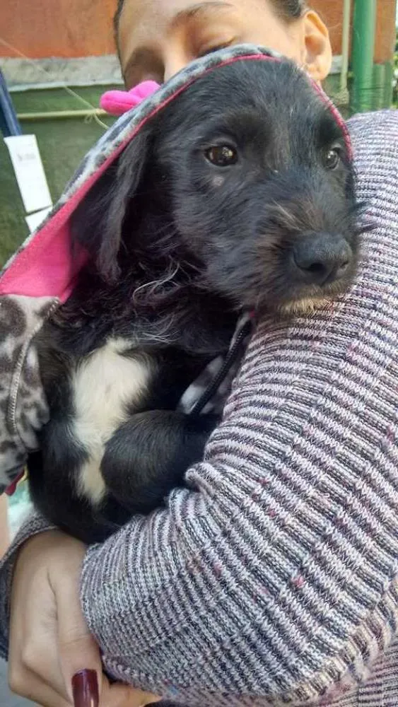 Cachorro ra a SRD idade 2 a 6 meses nome Derek