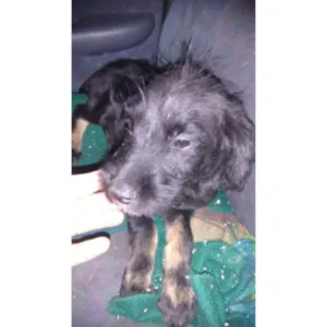 Cachorro raça SRD idade 2 a 6 meses nome Reid