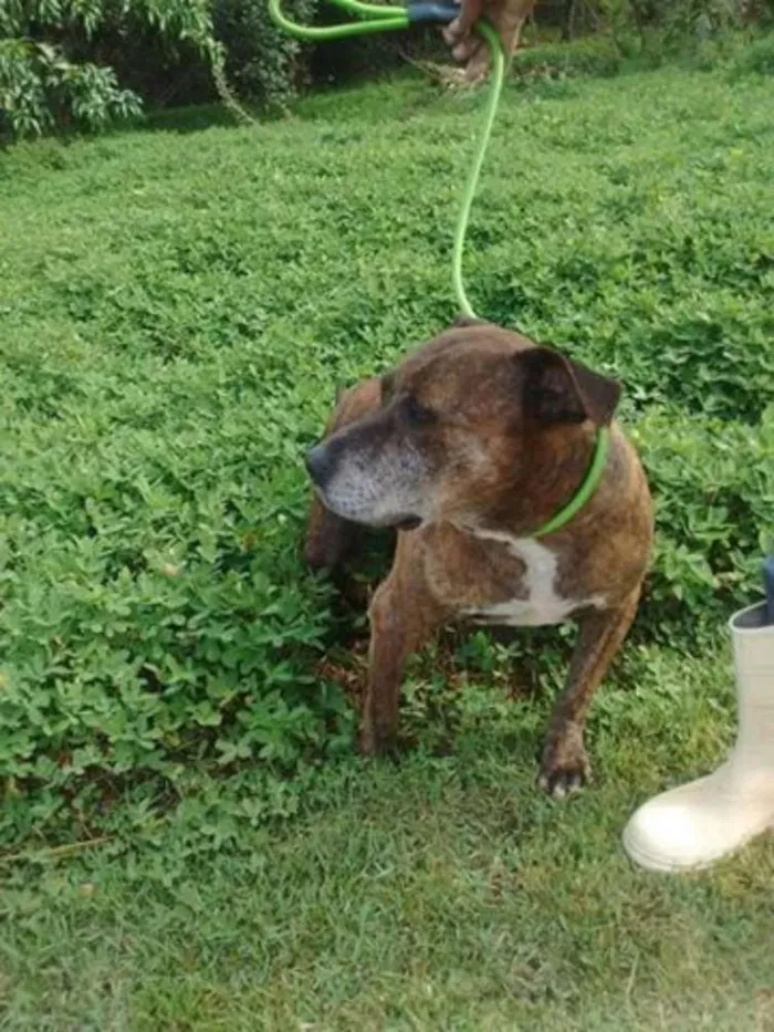 Cachorro ra a Pit-Bull idade 6 ou mais anos nome Maguila