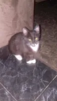 Gato raça Rnd idade Abaixo de 2 meses nome Sem nome