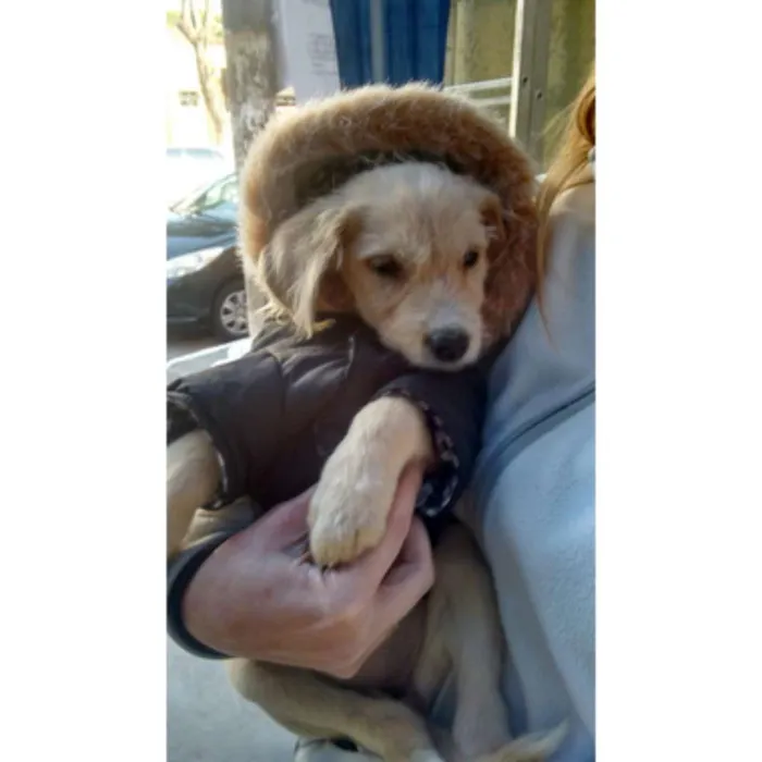 Cachorro ra a SRD idade 2 a 6 meses nome JJ