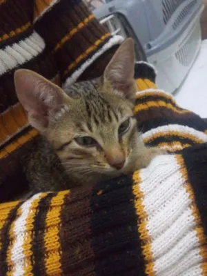 Gato raça Viralata idade  nome Sem nome
