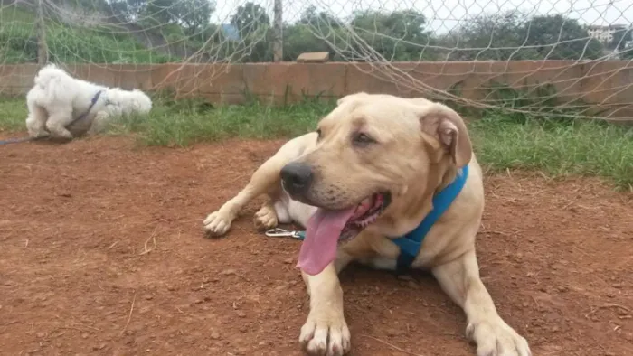 Cachorro raça Labrador idade 6 ou mais anos nome Marley