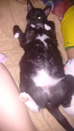 Gato raça SRD idade 1 ano nome Ariel