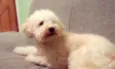Pingo