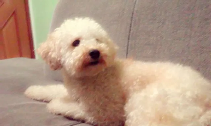 Cachorro ra a poodle idade 3 anos nome Pingo