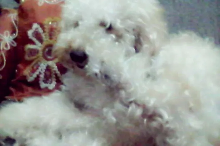 Cachorro ra a poodle idade 3 anos nome Pingo