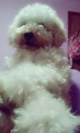 Pingo