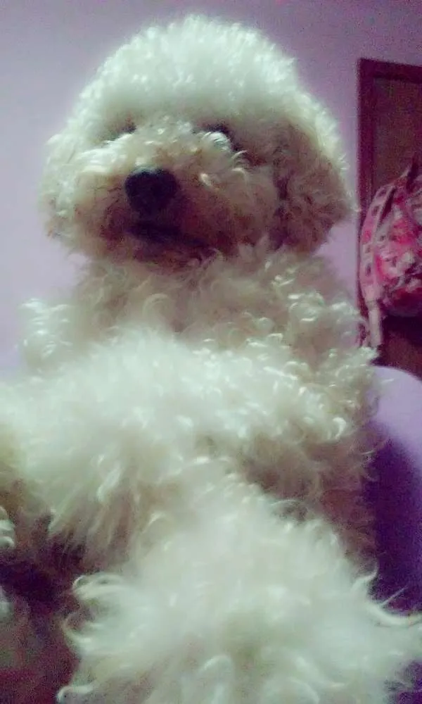 Cachorro ra a poodle idade 3 anos nome Pingo