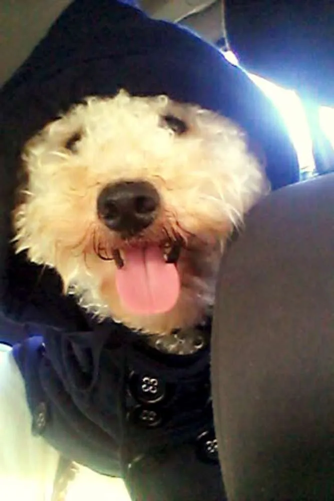 Cachorro ra a poodle idade 3 anos nome Pingo