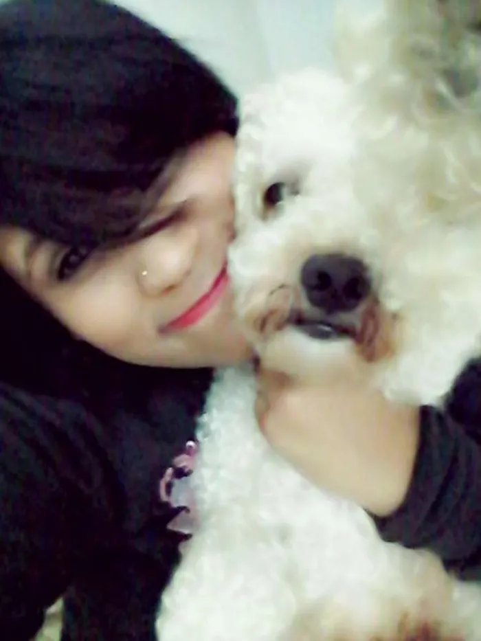 Cachorro ra a poodle idade 3 anos nome Pingo