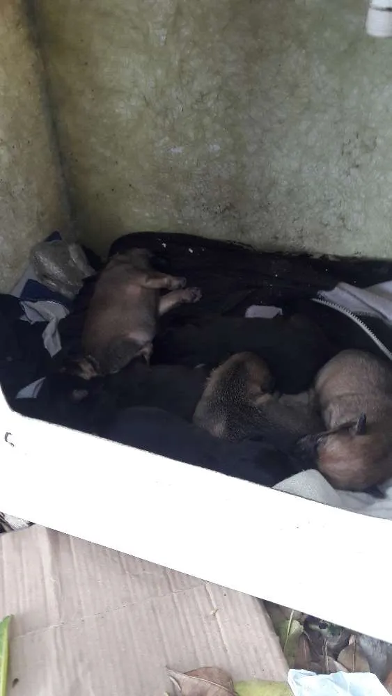 Cachorro ra a Vira lata idade Abaixo de 2 meses nome Não tem nomes