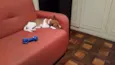 Lola