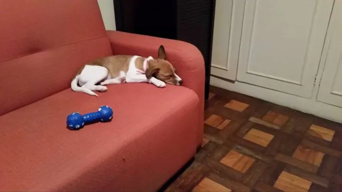 Cachorro ra a SRD idade 2 a 6 meses nome Lola