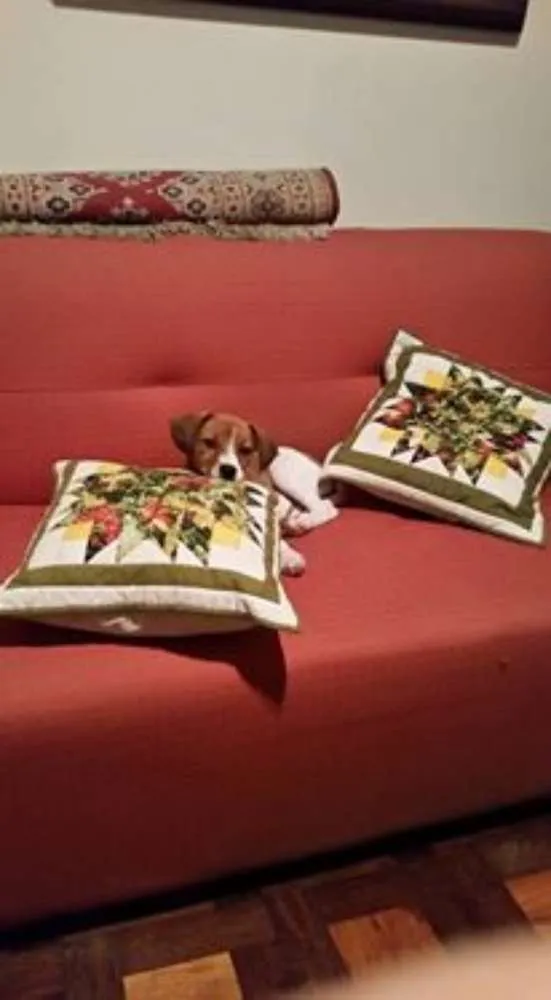 Cachorro ra a SRD idade 2 a 6 meses nome Lola