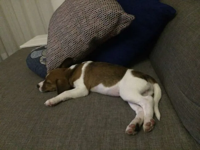 Cachorro ra a SRD idade 2 a 6 meses nome Lola