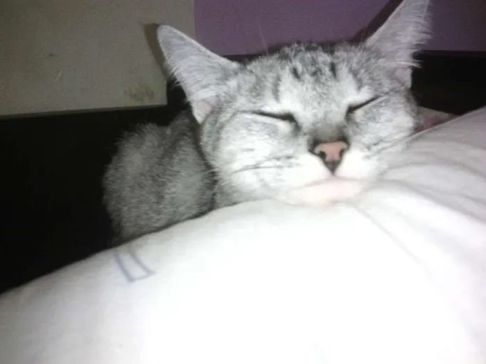 Gato ra a vira lata idade 6 ou mais anos nome Flor