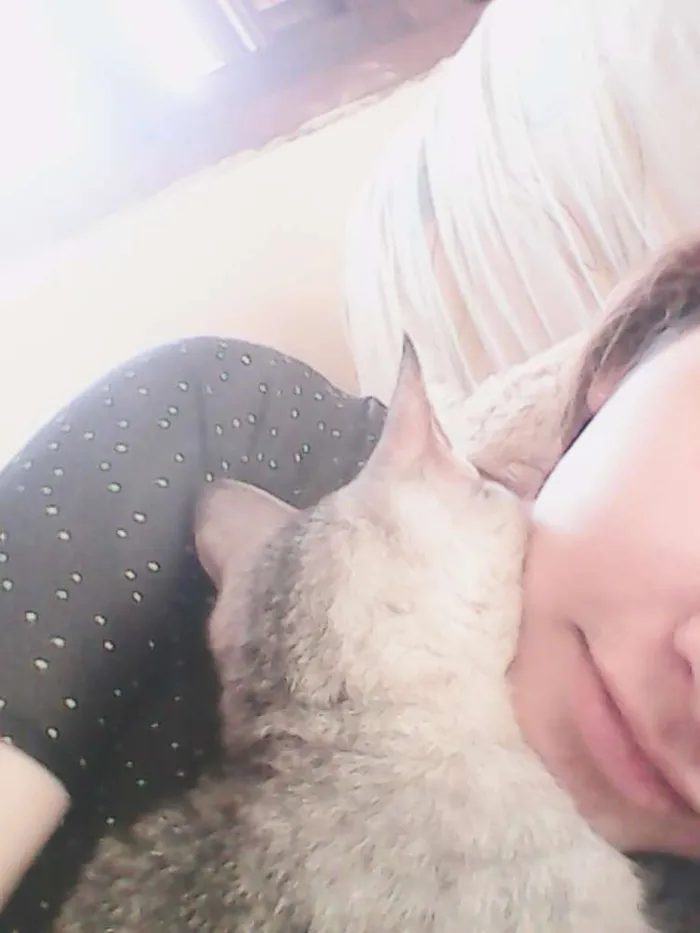 Gato ra a vira lata idade 6 ou mais anos nome Flor