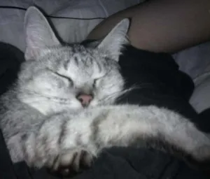 Gato raça vira lata idade 6 ou mais anos nome Flor