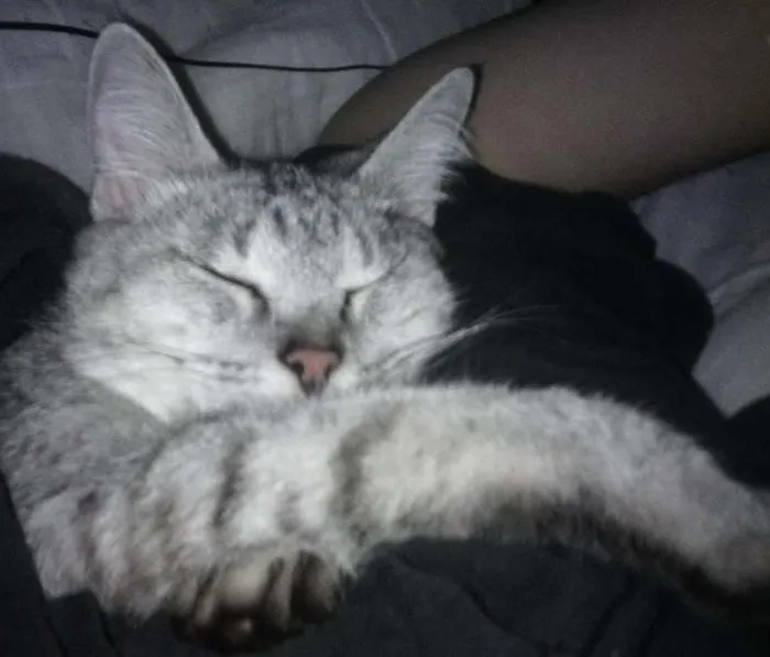 Gato ra a vira lata idade 6 ou mais anos nome Flor