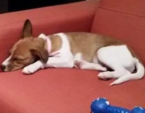 Cachorro raça SRD idade 2 a 6 meses nome Lola