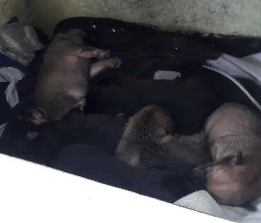 Cachorro ra a Vira lata idade Abaixo de 2 meses nome Não tem nomes