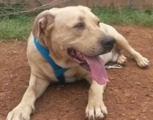 Cachorro raça Labrador idade 6 ou mais anos nome Marley