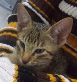 Gato raça Viralata idade  nome Sem nome