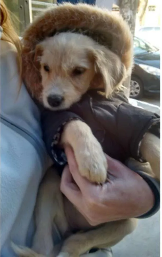 Cachorro ra a SRD idade 2 a 6 meses nome JJ