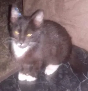 Gato raça Rnd idade Abaixo de 2 meses nome Sem nome