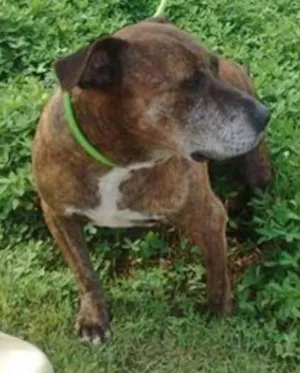 Cachorro raça Pit-Bull idade 6 ou mais anos nome Maguila