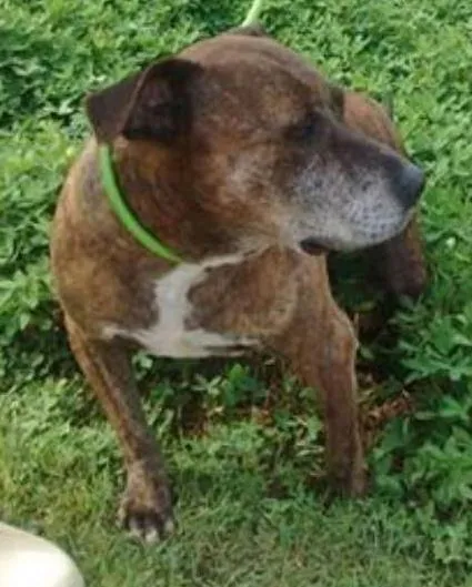 Cachorro ra a Pit-Bull idade 6 ou mais anos nome Maguila