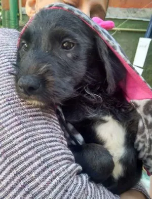 Cachorro raça SRD idade 2 a 6 meses nome Derek