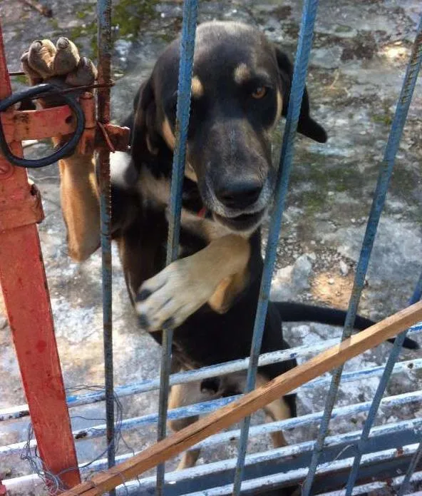 Cachorro ra a SRD idade 7 a 11 meses nome Não tem