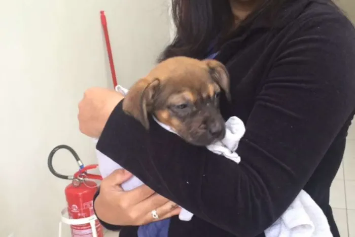 Cachorro ra a Vira - Lata idade 2 a 6 meses nome Jack