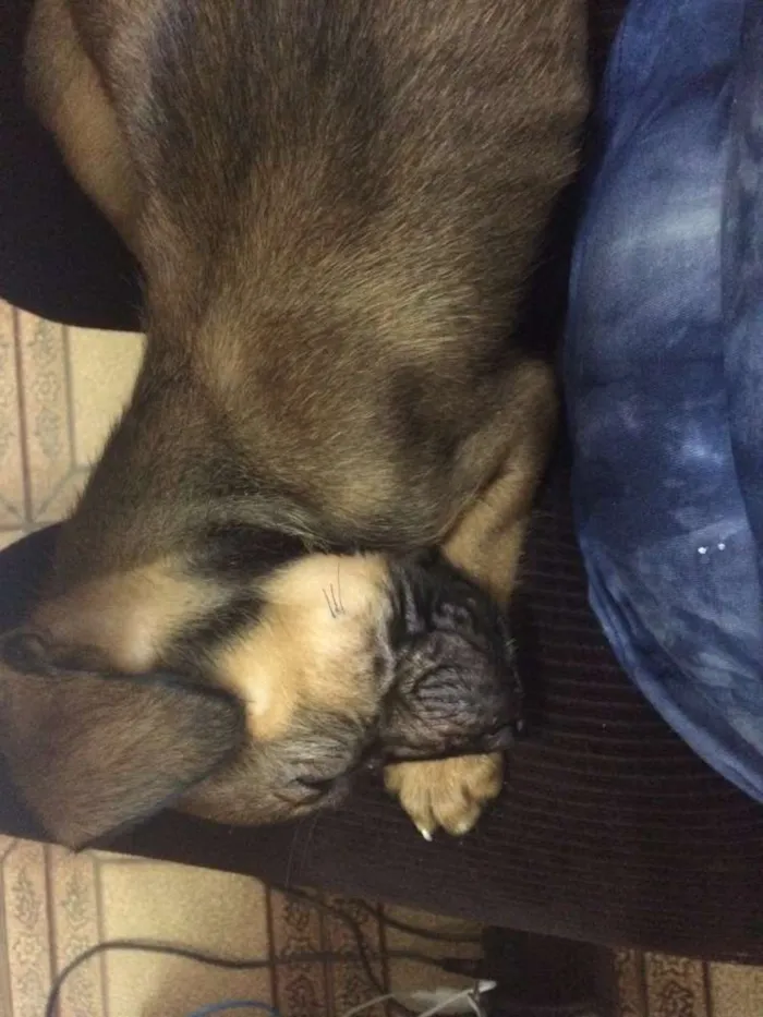 Cachorro ra a Vira - Lata idade 2 a 6 meses nome Jack