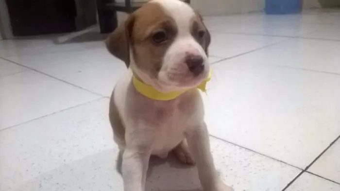 Cachorro raça sem definição idade Abaixo de 2 meses nome Mine