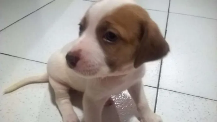 Cachorro raça sem definição idade Abaixo de 2 meses nome Mine