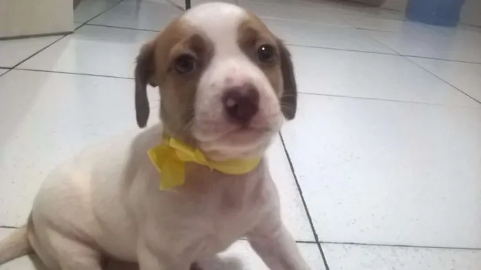 Cachorro raça sem definição idade Abaixo de 2 meses nome Mine
