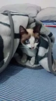 Belinha