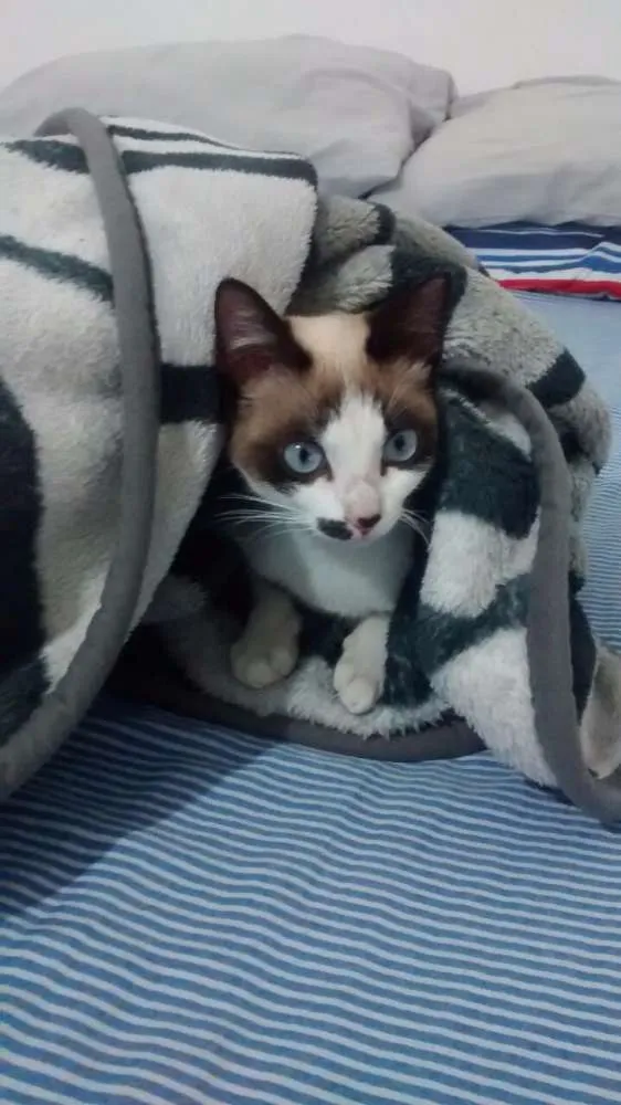 Gato ra a Srd idade 2 a 6 meses nome Belinha