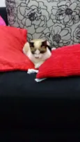 Belinha