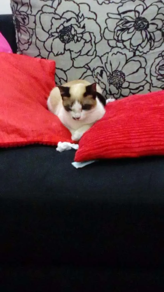 Gato ra a Srd idade 2 a 6 meses nome Belinha