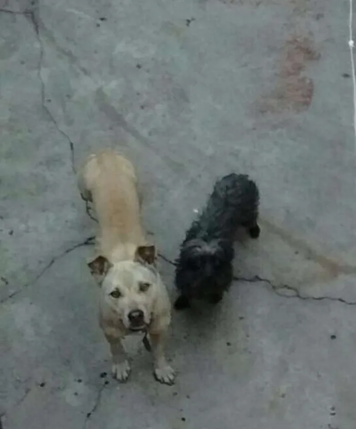 Cachorro ra a Pit-Bull idade 2 anos nome Mel e Chocloate