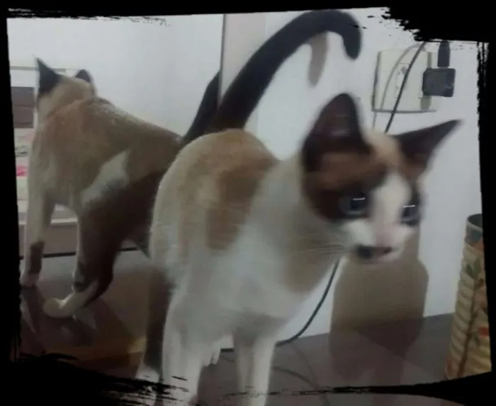 Gato ra a Srd idade 2 a 6 meses nome Belinha