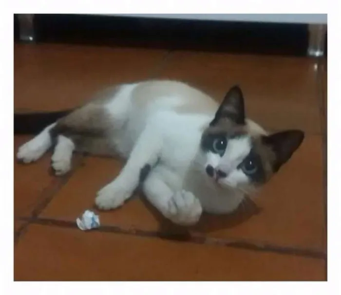 Gato ra a Srd idade 2 a 6 meses nome Belinha