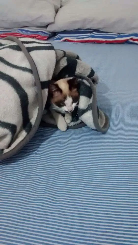 Gato ra a Srd idade 2 a 6 meses nome Belinha