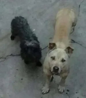 Cachorro raça Pit-Bull idade 2 anos nome Mel e Chocloate