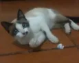 Belinha